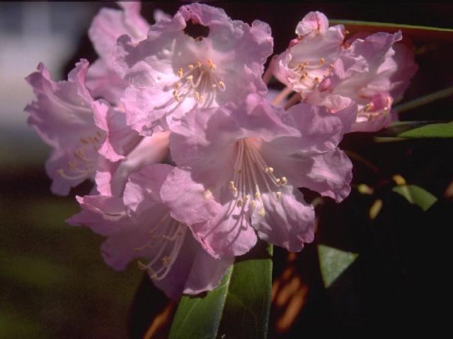 ツクシシャクナゲの花