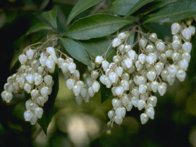 アセビの花