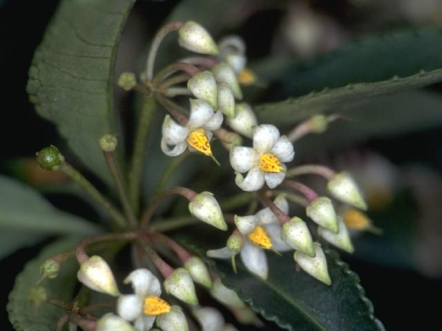 マンリョウの花