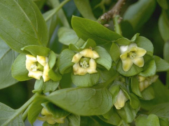 ヤマガキの花