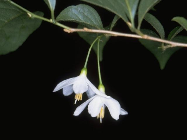 エゴノキの花