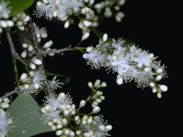 クロミノサワフタギの花