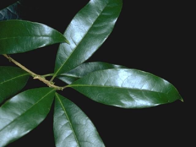 キンモクセイの葉
