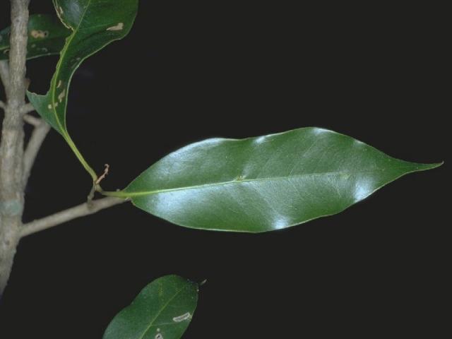 ナタオレノキの葉