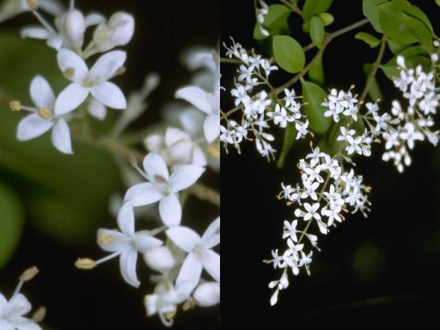 イボタノキの花