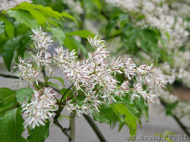 コバノトネリコの花