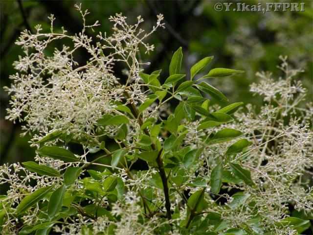シマトネリコ円錐花序
