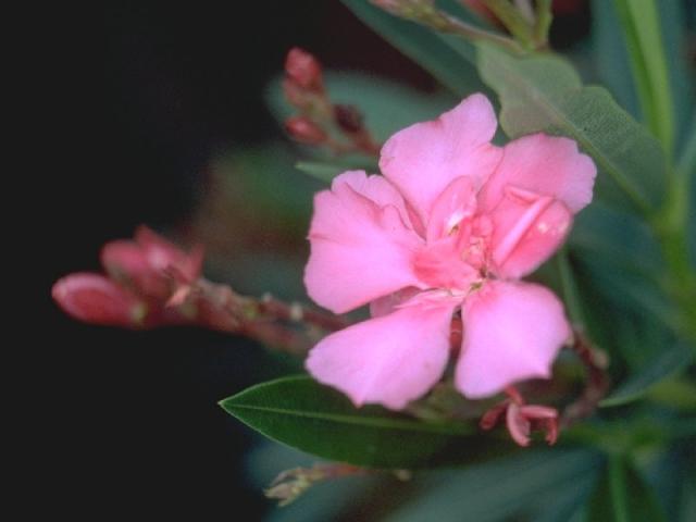 キョウチクトウの花