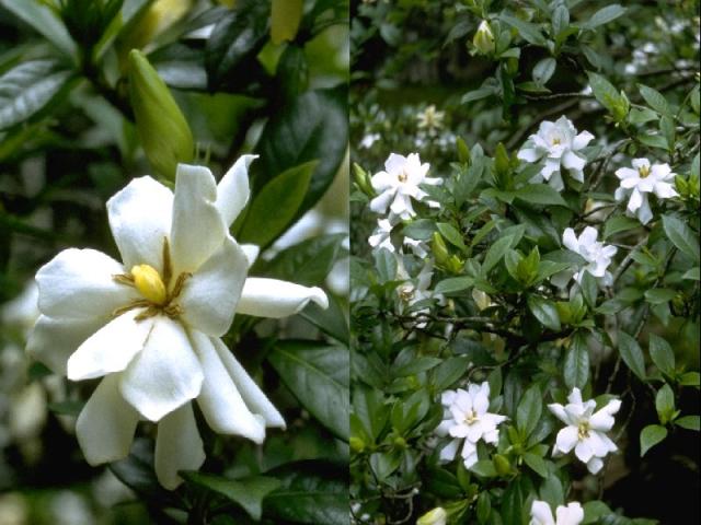 ヤエクチナシの花