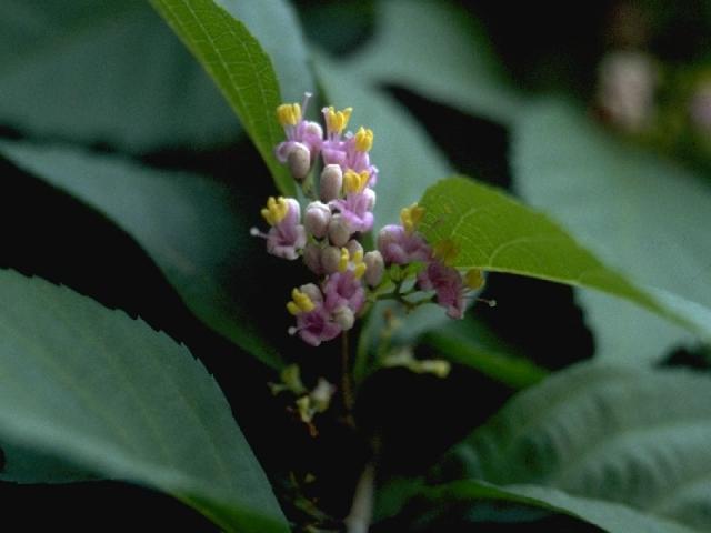 ムラサキシキブの花