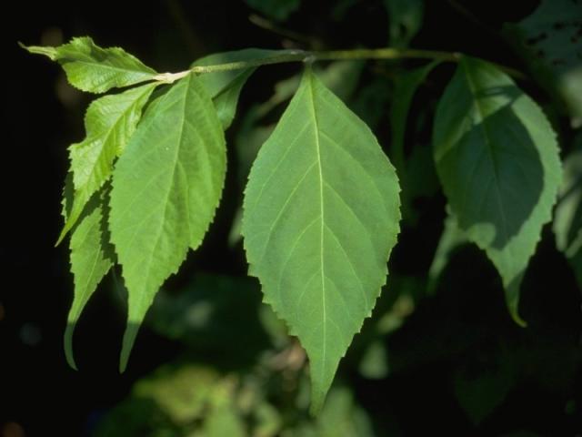 ムラサキシキブの葉