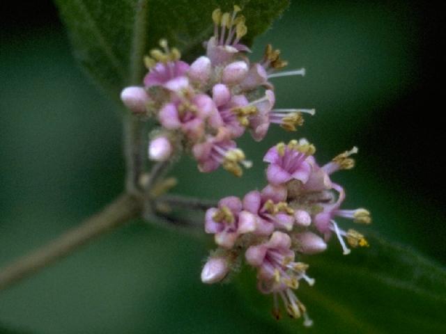 ヤブムラサキの花