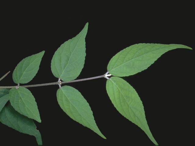 ヤブムラサキの葉