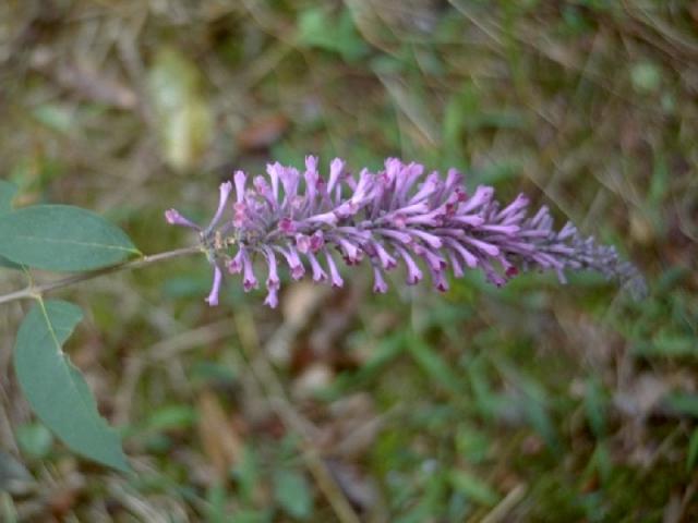 フジウツギの花