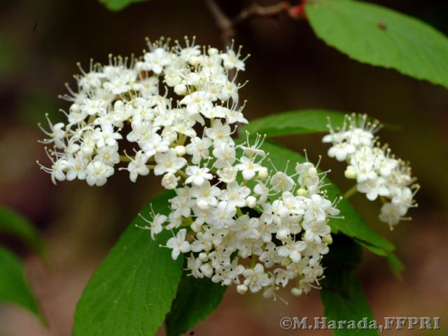 コバノガマズミの花