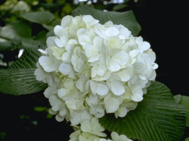 オオデマリの花