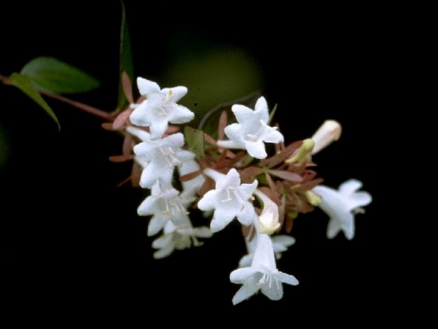 ハナツクバネウツギの花