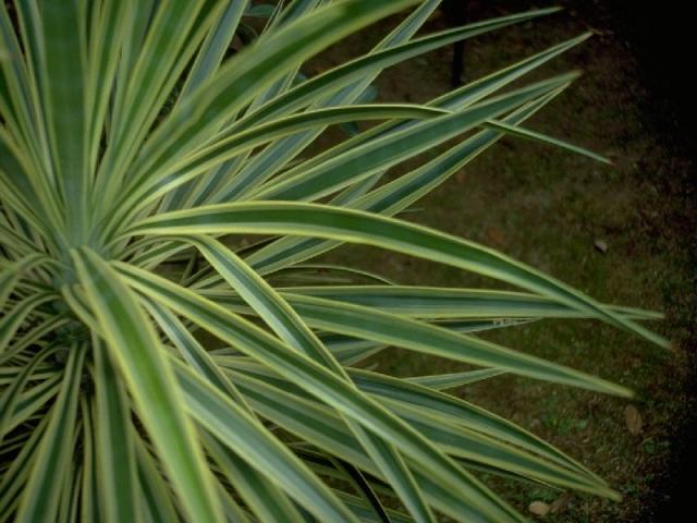 キンポウランの葉