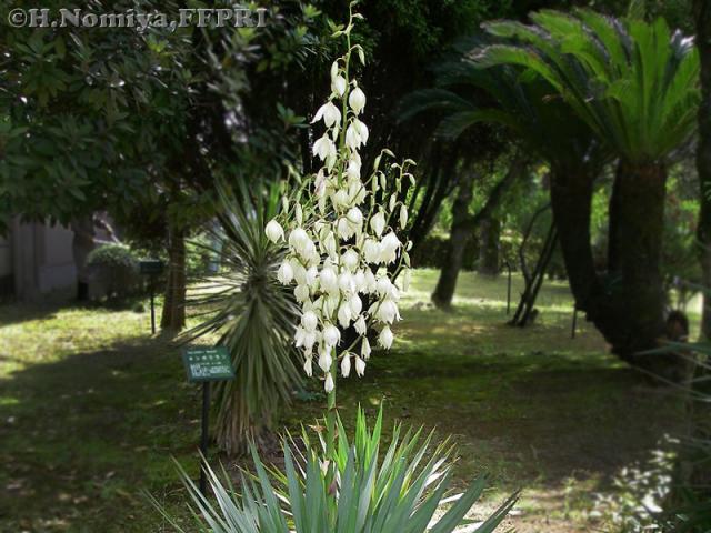 アツバキミガヨランの花