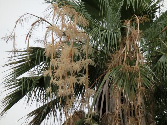 ワシントンヤシの花