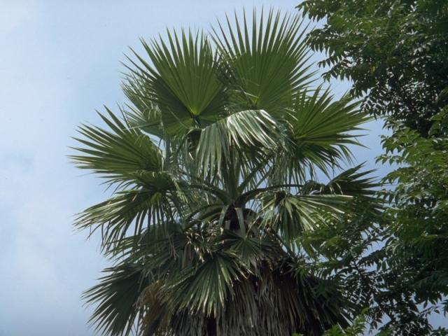 ワシントンヤシの葉