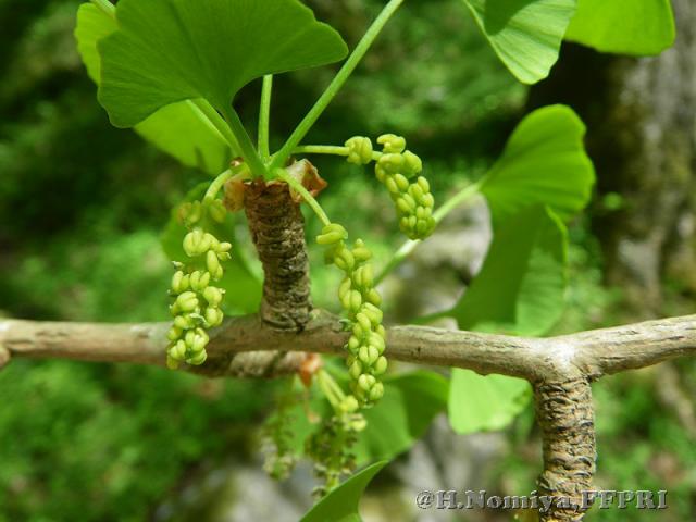 イチョウの雄花
