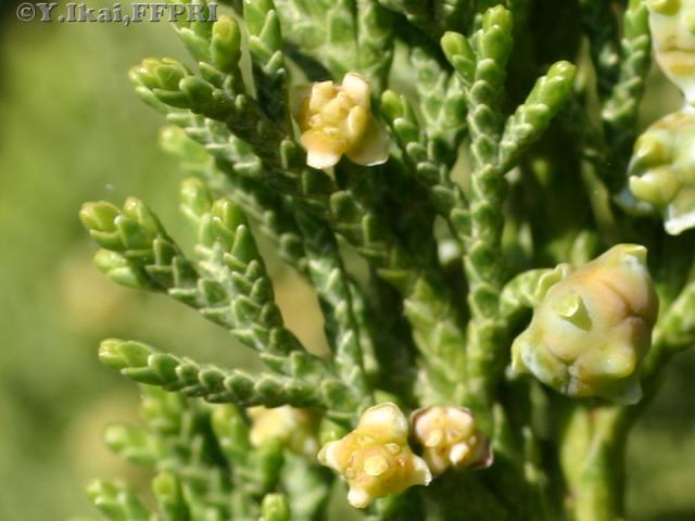 ハイビャクシンの花