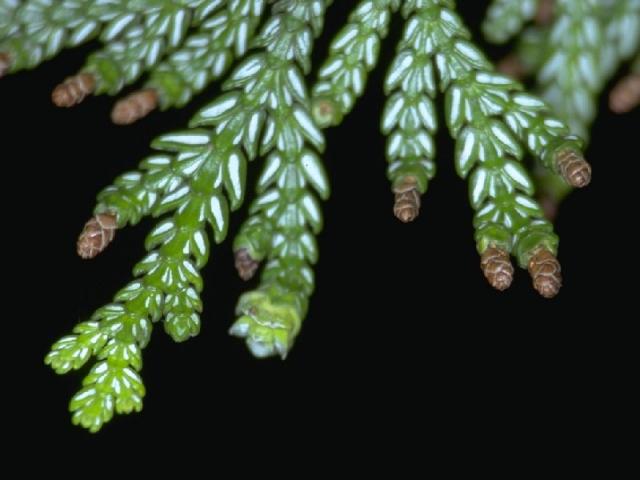 アスナロの花