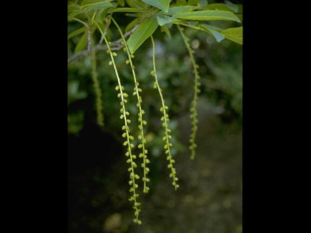 シナサワグルメの花