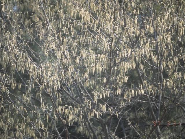 イヌシデの花