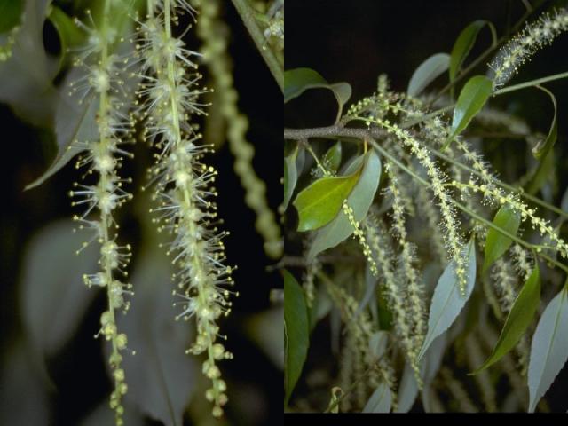 ツブラジイの花