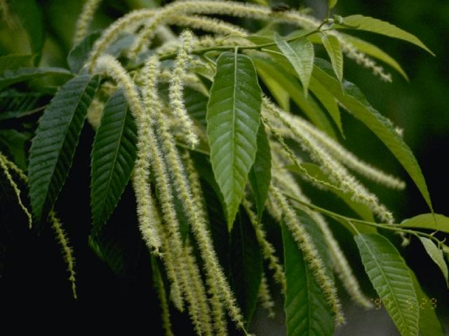 クリの花