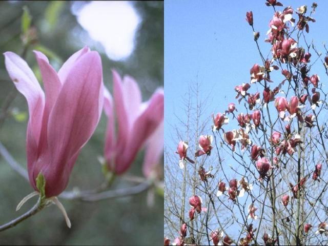 シモクレンの花