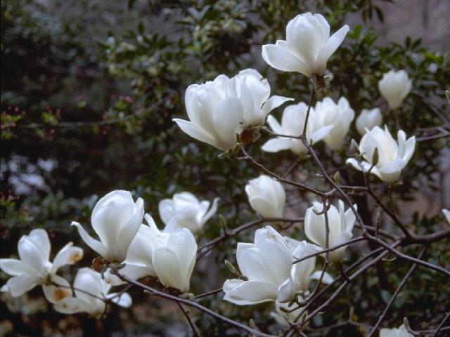 ハクモクレンの花