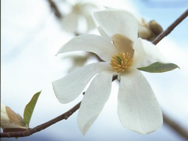 コブシの花