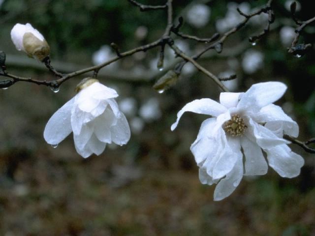 シデコブシの花