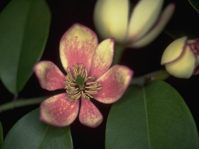 オガタマノキの花