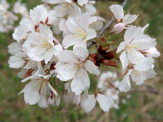 ツクシヤマザクラの花