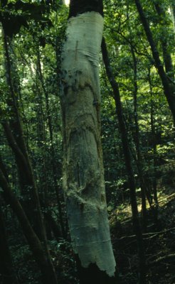 ””
