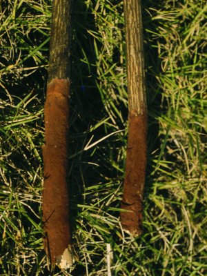 ""