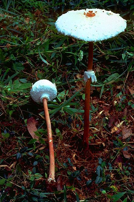 マントカラカサタケ写真