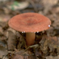 チチタケ写真1
