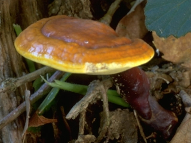 マンネンタケ写真