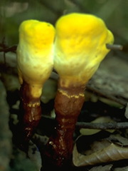 ""