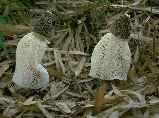 キヌガサタケ写真