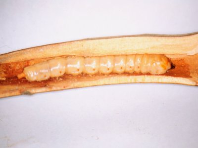 ""