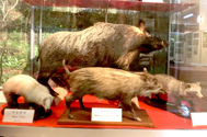 イノシシ、タヌキ、アナグマのはく製