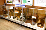 樹病の展示コーナー