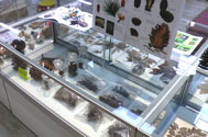 木の実の展示