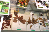 ドングリの展示